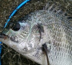 『釣りデビュー♬♬♬』221