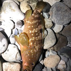 キジハタリベンジ