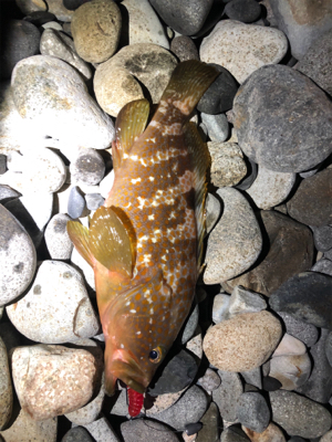 キジハタリベンジ