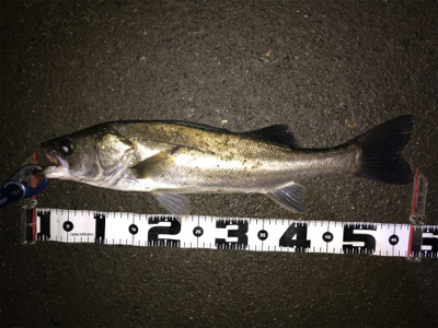 朝の部・昼の部・夜の部(=ﾟωﾟ)ﾉ