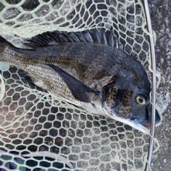 真夏のブリームゲーム