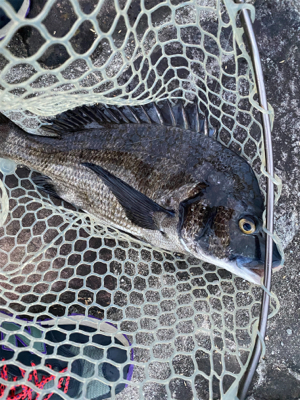 真夏のブリームゲーム