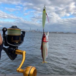 強風爆風のもと小鯖と戯れサヨリまで。。