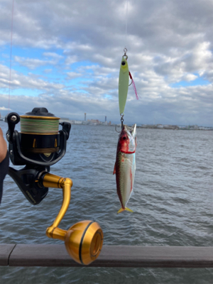 強風爆風のもと小鯖と戯れサヨリまで。。