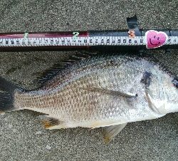 『釣りデビュー♡』222日目