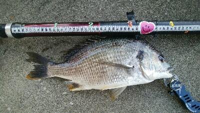 『釣りデビュー♡』222日目