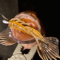 癒しのガッシー