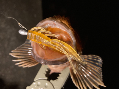 癒しのガッシー