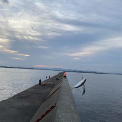 小鯖コサバ小鯖