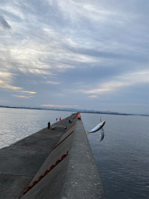 小鯖コサバ小鯖