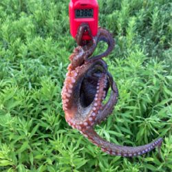 台風明けHC蛸散歩。11杯。。。