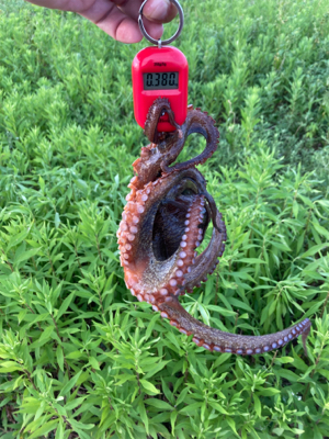 台風明けHC蛸散歩。11杯。。。