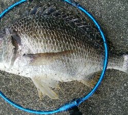 『釣りデビュー(≧∇≦)』223