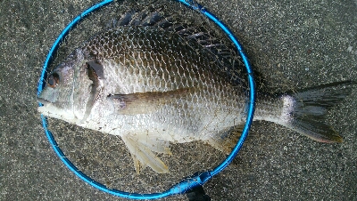 『釣りデビュー(≧∇≦)』223