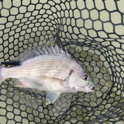 チニングでナイスキビレ