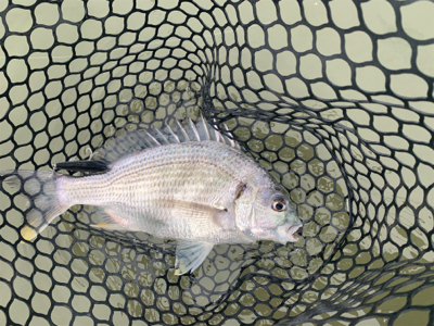 チニングでナイスキビレ