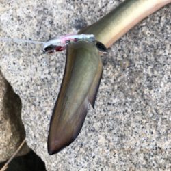 ルアーでうなぎ