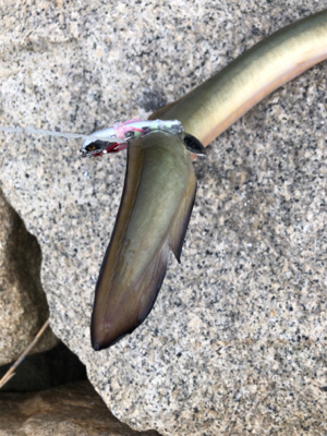 ルアーでうなぎ