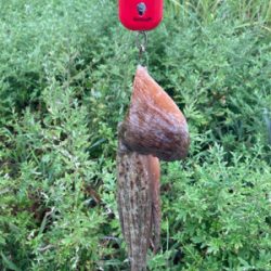 雨降り前のHC蛸散歩。4杯。。