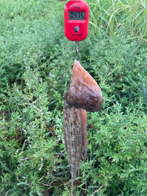 雨降り前のHC蛸散歩。4杯。。