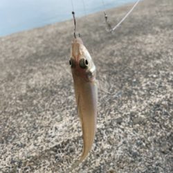 アジ　キス　アオリ調査