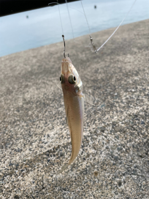 アジ　キス　アオリ調査