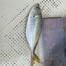 アジ　ガシラ　たかみ丸