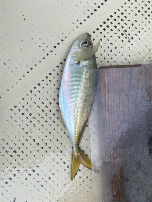 アジ　ガシラ　たかみ丸