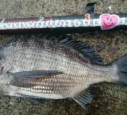 『釣りデビュー(^_-)』225日目