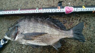 『釣りデビュー(^_-)』225日目