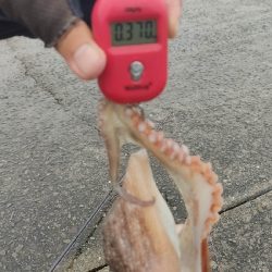 タコ釣り