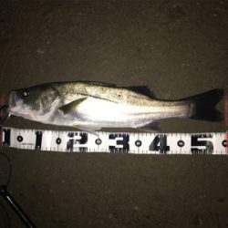 雨での増水時に良型GET