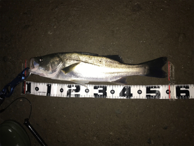 雨での増水時に良型GET