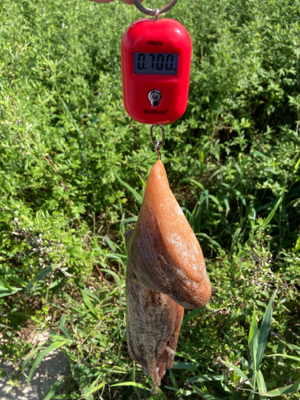 強烈水潮上等HC蛸マラソン。5杯1575g…