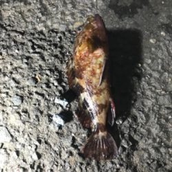 アジ釣りいったのにT^T