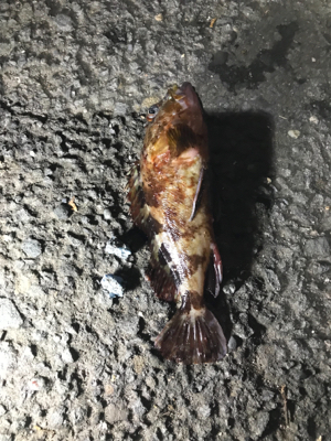 アジ釣りいったのにT^T