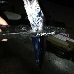 太刀魚テンヤ@貝塚