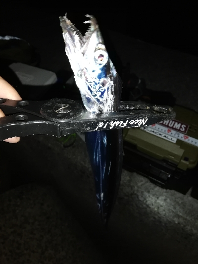 太刀魚テンヤ@貝塚