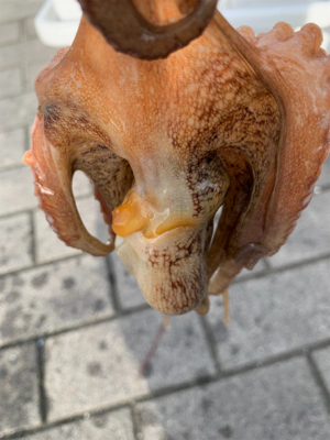 やっと、晴れ間が!