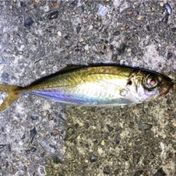 ライトゲーム、アジ・メバル