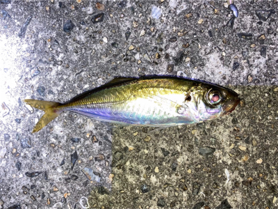 ライトゲーム、アジ・メバル