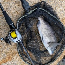 夜中は釣れないけど、日が出ると入れ食い。