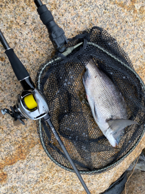 夜中は釣れないけど、日が出ると入れ食い。