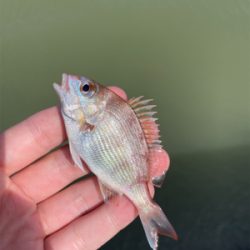 大雨後のキス釣り