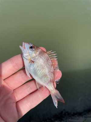 大雨後のキス釣り
