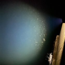 ケンサキ狙いが、、、