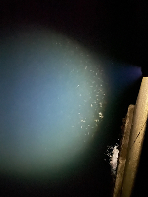 ケンサキ狙いが、、、