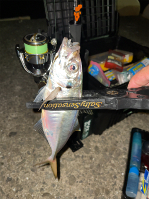 雨の合間にアジングナイト