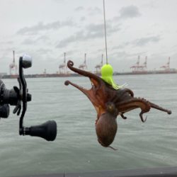 雨&強烈水潮。何とか仔蛸5杯。。