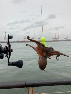 雨&強烈水潮。何とか仔蛸5杯。。